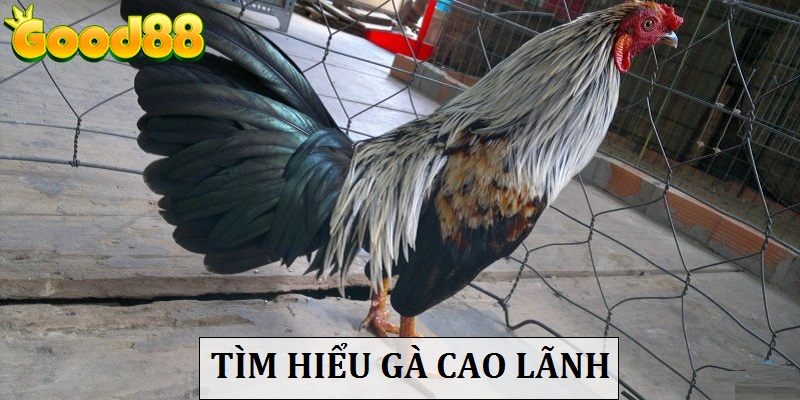 Gà Cao Lãnh - Thông Tin Chi Tiết Về Thủ Lĩnh Của Mọi Chiến Kê