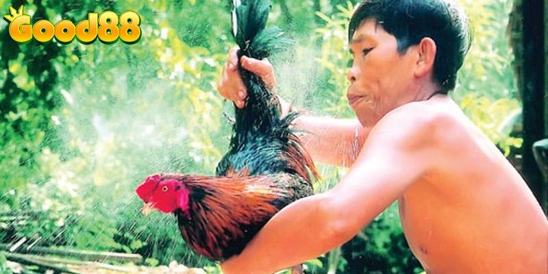 Gà Cao Lãnh - Thông Tin Chi Tiết Về Thủ Lĩnh Của Mọi Chiến Kê